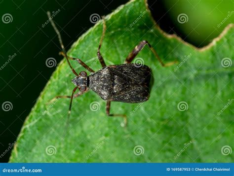 Macro Photo Of Shield Bug On Green Leaf Stock Image Image Of