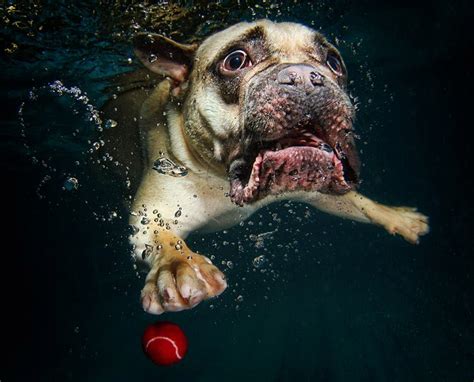 Amazing Underwater Dog Photography By Seth Casteel