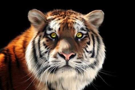 Siberian Tiger Digital Art By Julie L Hoddinott