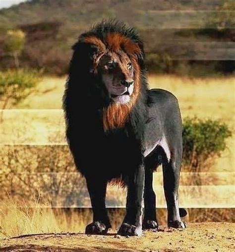 Melanistic Lion Melanistic Animals Unusual Animals Nature Animals