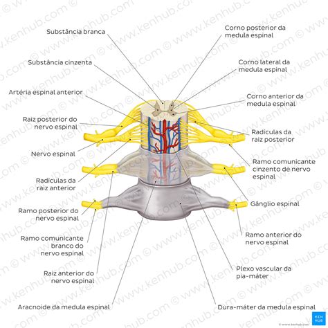 Medula Espinal Anatomia Meninges Vascularização Kenhub