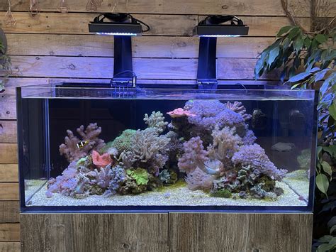 Show Soft Corals Some Love With A Shallow Lagoon Tank Reef Builders