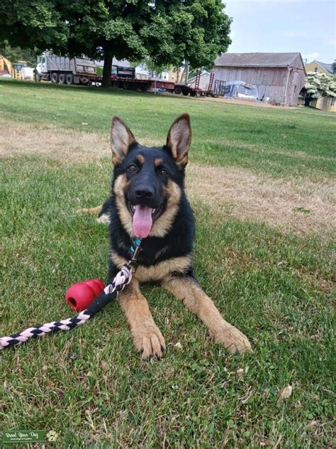 German Shepherd Pure Breed Stud Dog In Pa The United States Breed