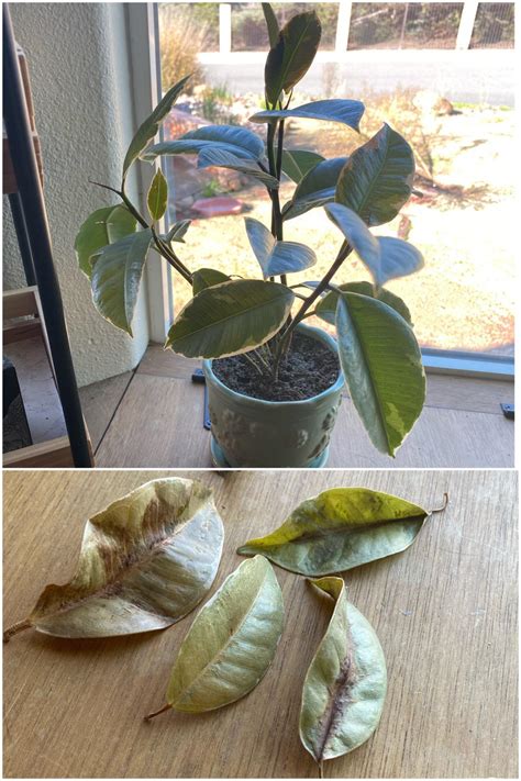 My Ficus Elastica V Is Losing Leaves Like Crazy Ive Checked For