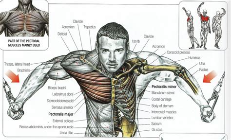 Muscle Chart Anatomical Muscle Chart Steroidslive