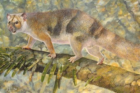 New Tiny Species Of Extinct Australian Marsupial Lion Named After Sir