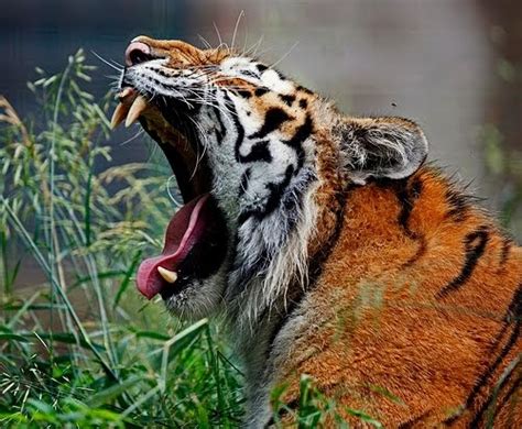 Zoo News Digest Last Of The Escaped Mexican Tigers Recaptured