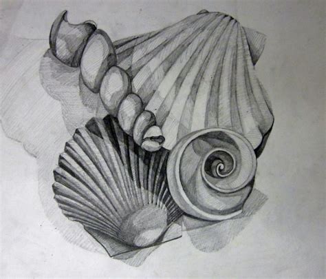 Observational Drawing Shell Drawing Value In Art