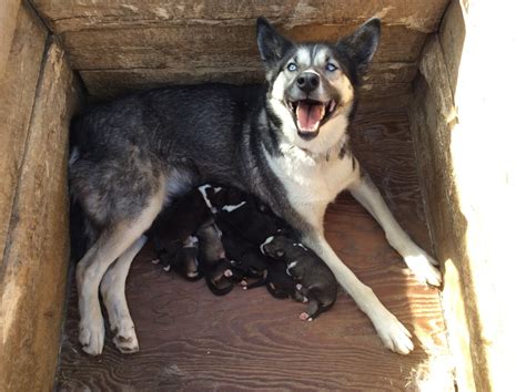 Xl pitbulls & xxl american bullies available! Webcam: Sled Dog Puppies - Denali National Park & Preserve ...