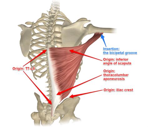 The Latissimus Dorsi Muscle Its Attachments And Actions