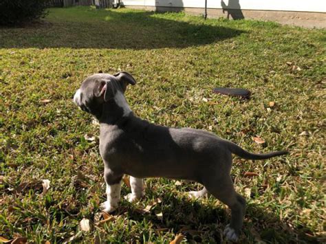 10 Weeks Old Pit Bull Puppies Ready For A New Home Houston Puppies