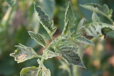 The fruit is not affected. Tomato Disease: Urgent Help for Control