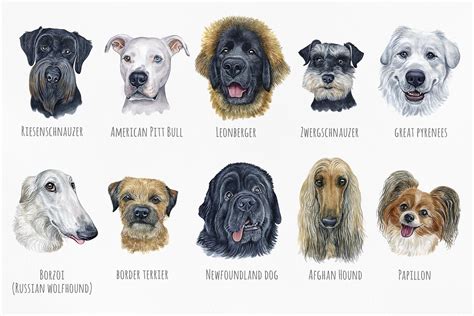 Watercolor Dog Illustrations Cute 20 Dogs Dog Breeds Part 4 By