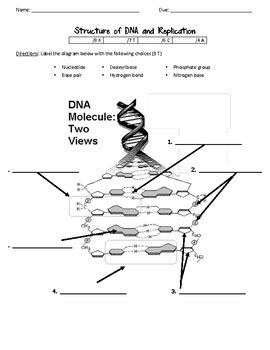When creating new cells, each cell needs dna. DNA Structure and Replication worksheet by Scientific Musings | TpT