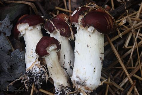 How To Grow Wine Cap Mushrooms Mother Earth News