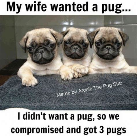 101 Lovable Pug Memes That Are Too Puggin Cute