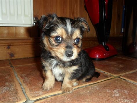 Short Hair Chihuahua Yorkie Mix Puppies Pets Lovers