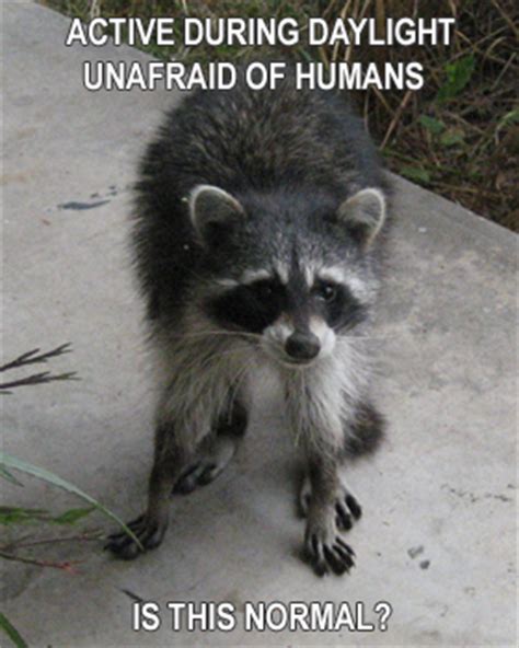 The raccoon only scratched him; Raccoon Diseases That Can Effect Humans, Dogs, or Cats - Humane Raccoon Removal