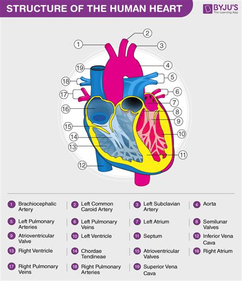 Human Heart Anatomy Functions And Facts About Heart 2022