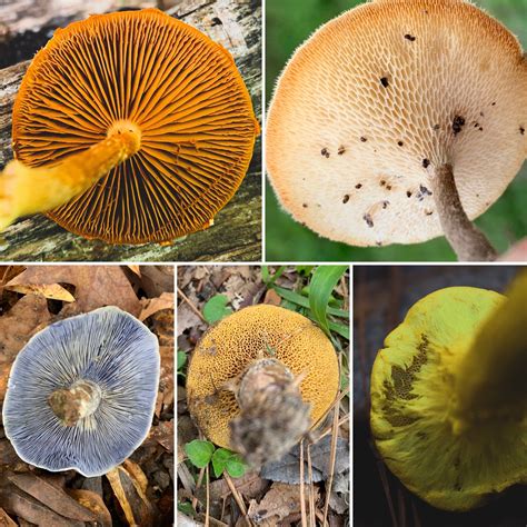 Photography Tips For Mushroom Identification — Central Texas