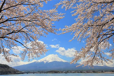 Fuji Kawaguchiko Cherry Blossom Festival 2019 Japan Travel Guide Jw