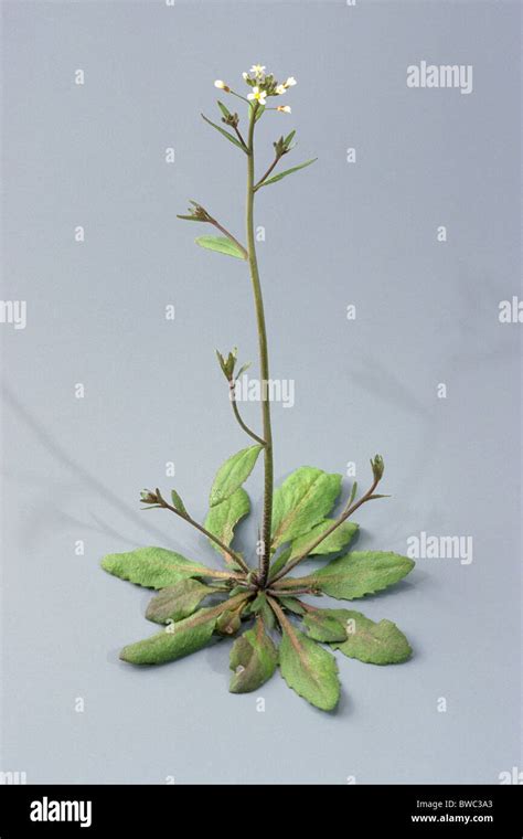 Thale Cress Arabidopsis Thaliana Studio Picture The First Plant
