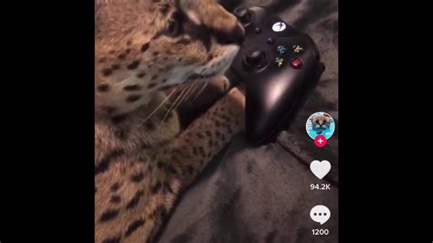 Cat Plays Fortnite Youtube