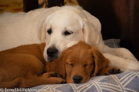 We are expecting beautiful, healthy, intelligent, light colored golden retriever puppies with superb temperments june tenth. Shipping Golden Retriever Puppies | | Texas TLC Goldens
