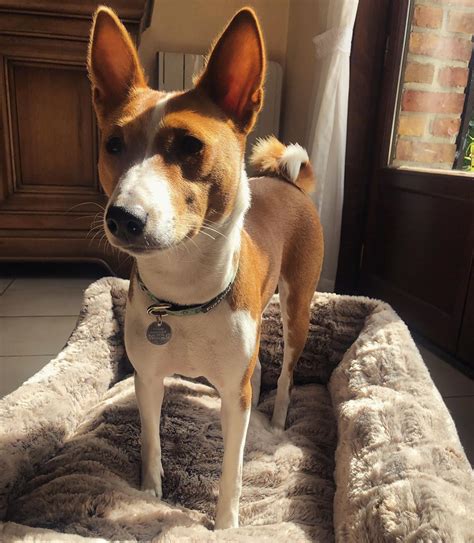 Basenji Breed Information Guide Facts And Pictures Bark