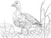 Download Nene Goose coloring page | Free Printable Coloring Pages