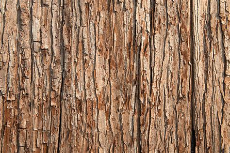 193400 Tree Trunk Texture Stock Photos Pictures And Royalty Free