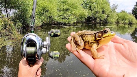 Experiment Fishing With Live Frogs Surprising Results Youtube