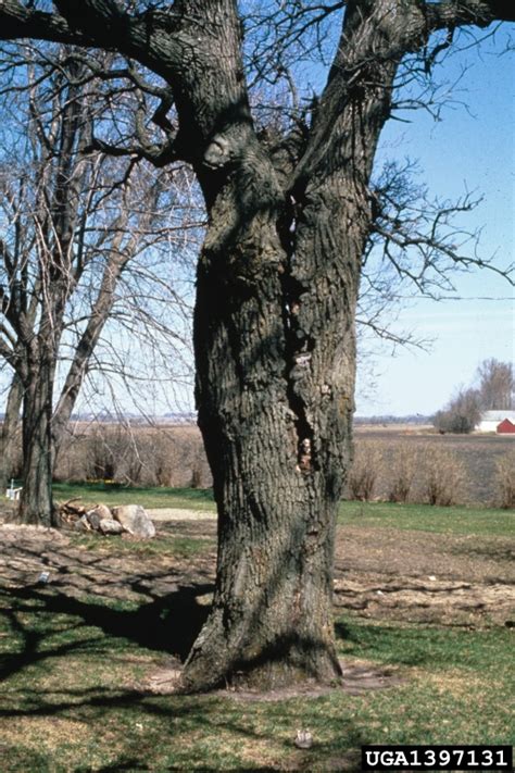 Maybe you would like to learn more about one of these? shear crack on bur oak (Quercus macrocarpa ) - 1397131