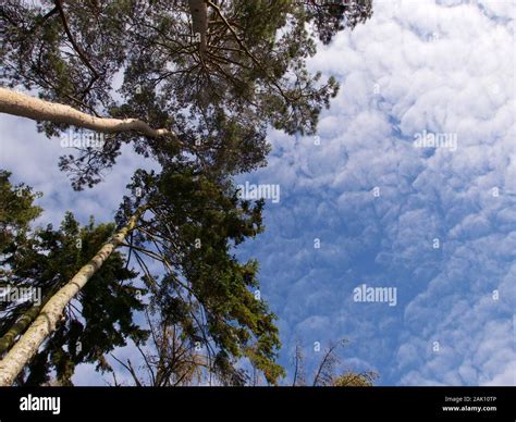 Tree Canopy From Below Hi Res Stock Photography And Images Alamy