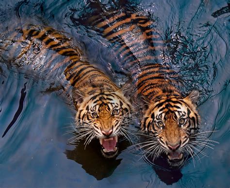 Tiger Couple By Robertelwancinega