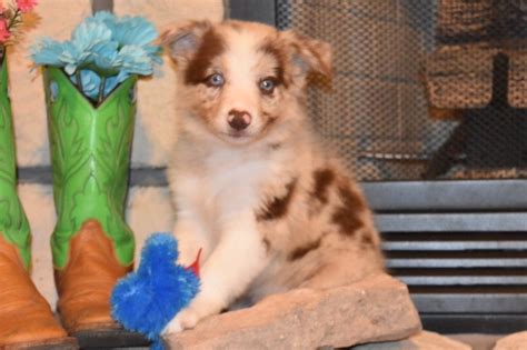 From stunning purebreds to unique designer breeds, our pupper selection includes various bloodlines, coat types, personalities, and colors. Blue Merle Border Collie Puppies For Sale Near Me - Free ...