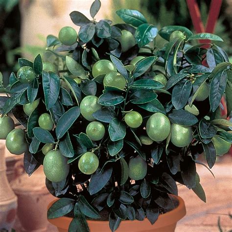 Key Lime Citrus Trees Stark Bros