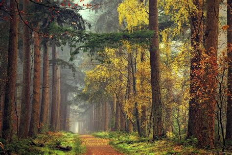Forest Path Mist Fall Grass Yellow Red Green Trees Landscape