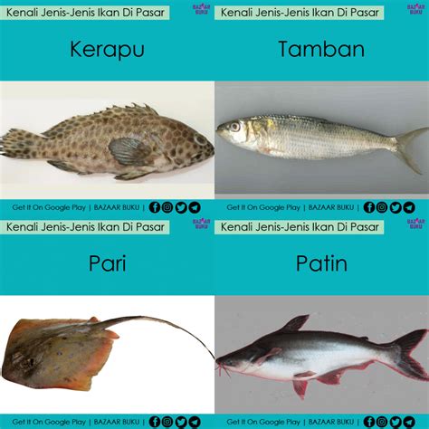 Jenis Jenis Ikan