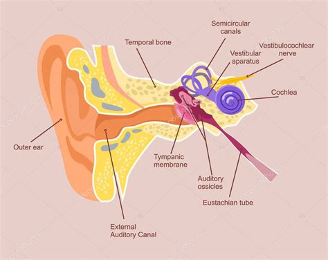 Anatomia Do Ouvido Humano Sistema Auditivo Ilustração De Desenho