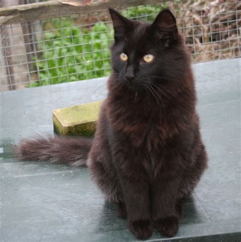 She appreciates praise and loves to interact with her parent. Norwegian Forest Cat Kittens - A breeder of Norwegian ...