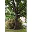 Shingle Oak – Delaware Trees
