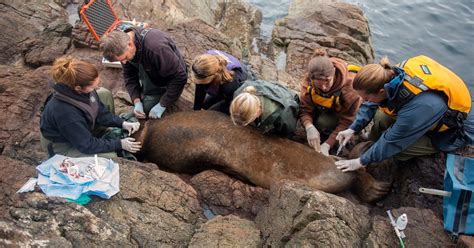 Spokesmama: Vancouver Aquarium Rescue Team Successfully Disentangles ...