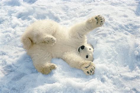 Baby Polar Bear Playing Int The Snow Bored Panda