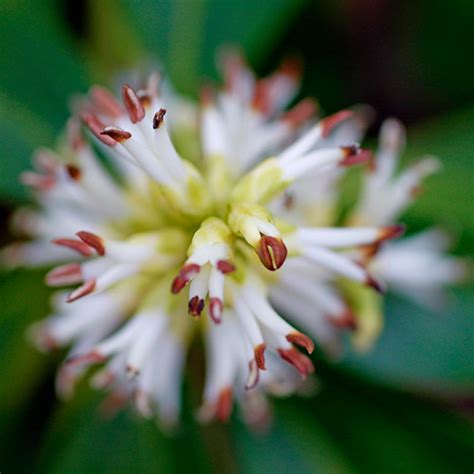 Native to japan and china, japanese pachysandra enjoys widespread use primarily in the cooler. Pachysandra | www.waitephoto.com Spring sprang in our ...
