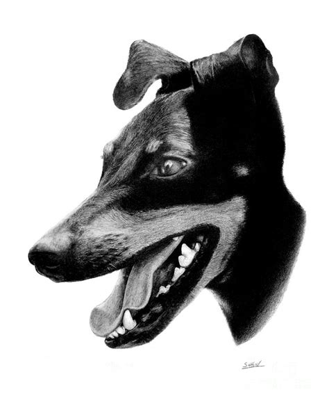 Manchester Terrier Drawing By Stuart Attwell Fine Art America