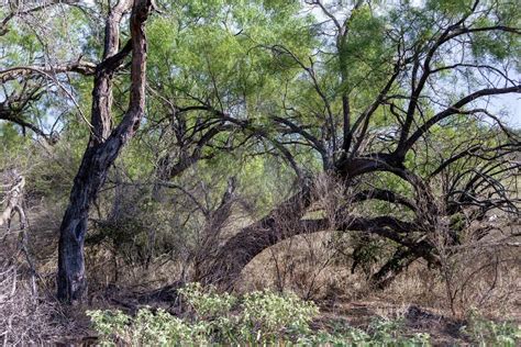 Argentina Helping To Improve The Native Texas Mesquite
