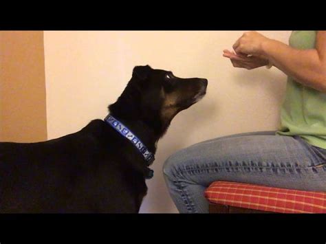 Teaching A Dog To Chin Target Your Lapleg Youtube