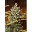Blue Dream Live Plant Marijuana Strain Best Weed Denver Colorado The 