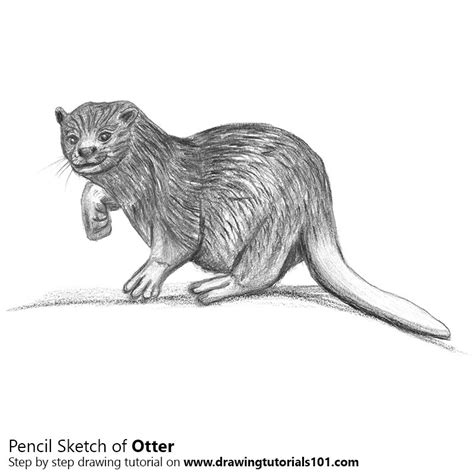 Otter Pencil Drawing How To Sketch Otter Using Pencils